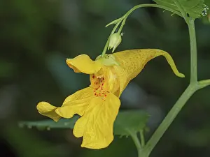 Touch Me Not Prints: Touch-me-not (Impatiens noli-tangere) in flower, Rio Fuggio, Leonessa, Lazio, Italy. July