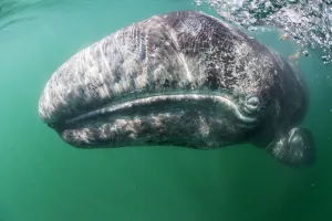 Tourist touching Grey whale (Eschrichtius robustus) calf, San Ignacio Lagoon, El