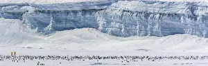 Tourists from Quark Expeditions trip in yellow jackets walking near Emperor penguin