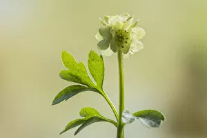 Adoxaceae Gallery: Townhall clock or moschatel (Adoxa moschatellina) Lower Woods, Gloucestershire, England