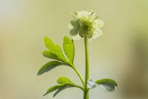 Dipsacales Prints: Townhall clock or moschatel (Adoxa moschatellina) Lower Woods, Gloucestershire, England