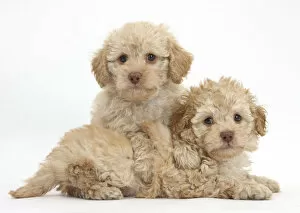 Two toy Labrador x Poodle Labradoodle puppies