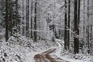 Footpaths Collection: Track / path running through snow covered Larch (Larix sp) forest in winter, Vosges