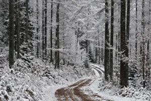 Track / path running through snow covered Larch (Larix sp) forest in winter, Vosges