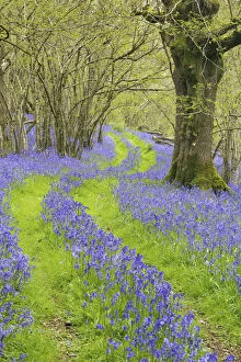 Footpaths Gallery: Track running through woodland with Bluebells (Hyacinthoides non-scripta) flowering