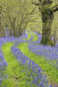 Hyacinthoides Prints: Track running through woodland with Bluebells (Hyacinthoides non-scripta) flowering