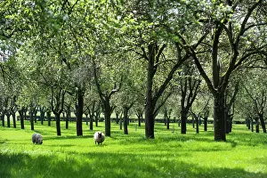 Spring Prints: Traditional orchard with standard trees in blossom being grazed by Shropshire sheep