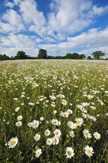 Traditionally managed wildflower meadow with Ox-eye daisy (Leucanthemum vulgare)