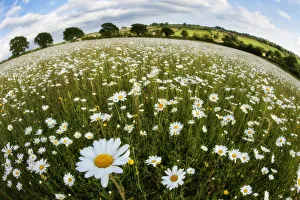 Traditionally managed wildflower meadow with Ox-eye daisy (Leucanthemum vulgare)