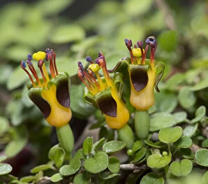 Anthers Gallery: Trailing fuschsia (Fuchsia procumbens) cultivated in alpine house, Surrey, England, UK