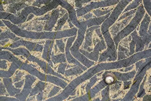 Trails left on sand-covered rock from Edible periwinkle (Littorina littorea