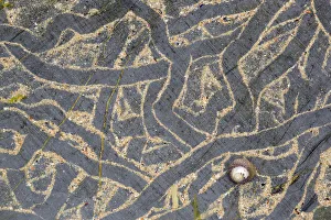 Shape Prints: Trails left on sand-covered rock from Edible periwinkle (Littorina littorea