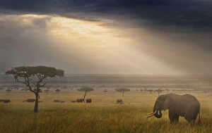 African Elephants Gallery: Tranquil landscape with African elephant (Loxodonta africana) and rays of sunlight at sunrise