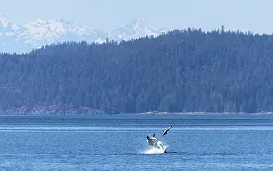 Dramatic Prints: Transient / Bigg's killer whale (Orcinus rectipinnus) male