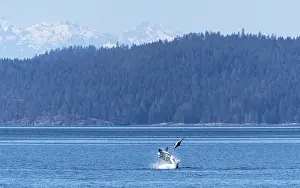 Dramatic Prints: Transient / Bigg's killer whale (Orcinus rectipinnus) male