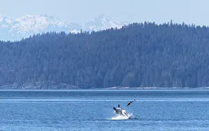 Dramatic Prints: Transient / Bigg's killer whale (Orcinus rectipinnus) male