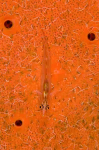 Goby Prints: Translucent goby (Bryaninops erythrops) rests on sponge (Pione vastifica) covered in spionid worms