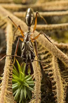 Trap-jaw ant (Odontomachus chelifer) portrait, Wayqecha, Peru