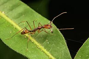 Arthropod Gallery: Trap-jaw ant (Odontomachus hastatus) with mandibles open, Los Amigos Biological Station, Peru