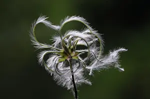 Ranunculaceae Prints: Traveller's joy (Clematis vitalba) seed head