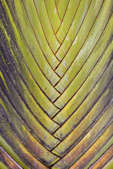 Images Dated 12th August 2013: Travellers palm (Ravenala madagascariensis) close up of leaf intersections, Costa Rica
