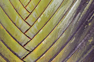 Zingiberales Prints: Travellers palm (Ravenala madagascariensis) clos up, Costa Rica
