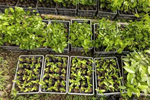 Legume Prints: Trays of saplings, Caoba (Swietenia macrophylla)