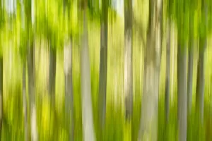 Images Dated 21st April 2011: Tree abstract, The National Forest, UK, Spring, 2011