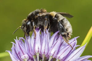 Allium Gallery: Tree bumblebee (Bombus hypnorum) feeding from Chive (Allium schoenoprasum), Monmouthshire