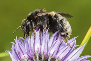 Bumble Bee Prints: Tree bumblebee (Bombus hypnorum) feeding from Chive (Allium schoenoprasum), Monmouthshire