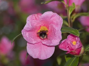 Heather Angel Prints: Tree bumblebee (Bombus hypnorum) nectaring on Camellia St Ewe (Camellia u williamsii)