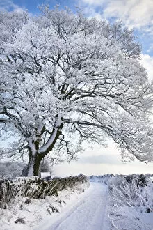Images Dated 22nd December 2009: Tree coated in hoar frost by country lane near Eyam, Peak District National Park