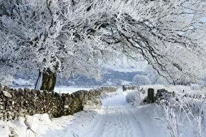 Tree coated in hoar frost along country lane near Eyam, Peak District National Park