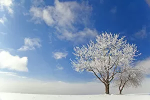 Tranquility Collection: Tree covered with rime ice standing in snow-covered field, aginst blue sky with clouds