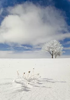 Images Dated 9th January 2010: Tree covered with rime ice standing in snow-covered field, Ithaca, New York, USA