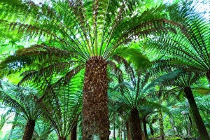 Plantae Collection: Tree ferns (Cyatheaceae) in Kells Bay Gardens, Ring of Kerry, Iveragh Peninsula, County Kerry
