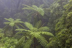 Montane Forest Collection: Tree ferns (Cyatheales) in humid laurisilva forest. Natural Monument of Caldeira Velha