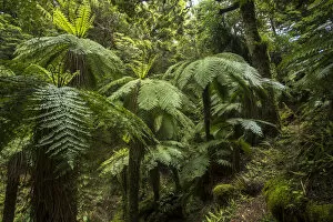 2019 November Highlights Collection: Tree ferns, Lake Waikaremoana, Te Urewera National Park, North Island, New Zealand