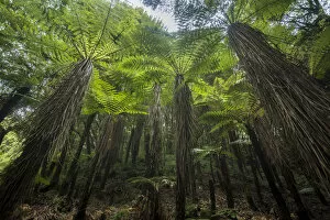 Images Dated 23rd February 2019: Tree ferns in Whirinaki Forest Park, North Island, New Zealand