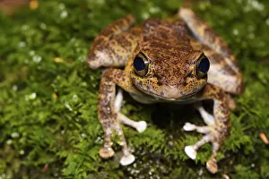 Ranidae Prints: Tree frog (Amolops afghanus) female sitting on moss Tongbiguan Nature Reserve
