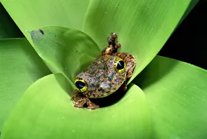 Amphibians Gallery: Tree frog (Ostocephalus oophagus) in bromeliad, female lays eggs for her tadpoles to eat