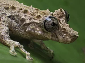 2018 June Highlights Gallery: Tree frog (Scinax littoralis Tapirai, Sao Paulo, Brazil. South-east Atlantic forest