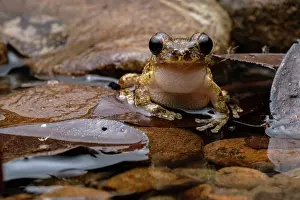Hylidae Prints: Tree frog (Smilisca sp.) male, sitting in shallow water