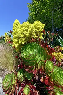 Saxifragales Prints: Tree houseleek (Aeonium arboreum) in flower