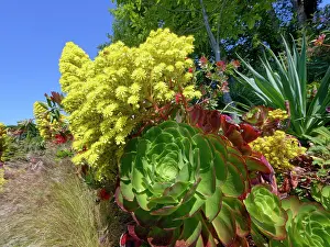 Saxifragales Prints: Tree houseleek (Aeonium arboreum) in flower