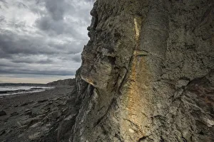 Nick Hawkins Prints: Tree-like lycopodiophyte (Sigillaria) preserved in situ at Joggins Fossil Cliffs