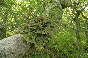 Ascomycetes Prints: Tree lungwort lichen (Lobaria pulmonaria) growing on branch in temperate rainforest habitat