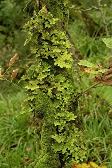 Growth Prints: Tree lungwort lichen (Lobaria pulmonaria) growing on tree in temperate rainforest