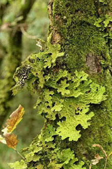 Growth Prints: Tree lungwort lichen (Lobaria pulmonaria) growing on tree in temperate rainforest