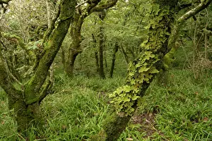 Quiet Prints: Tree lungwort lichen (Lobaria pulmonaria) growing on tree in temperate rainforest